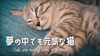 レム睡眠 夢の中でも元気な猫 