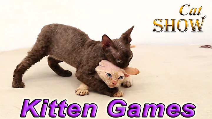 Watch the video about Young kittens play
