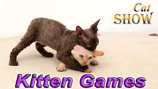 Young kittens play