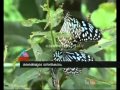 Butterflies arrived Nilamboor: