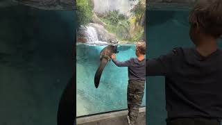 Otters Play With Kids At Los Angeles Zoo