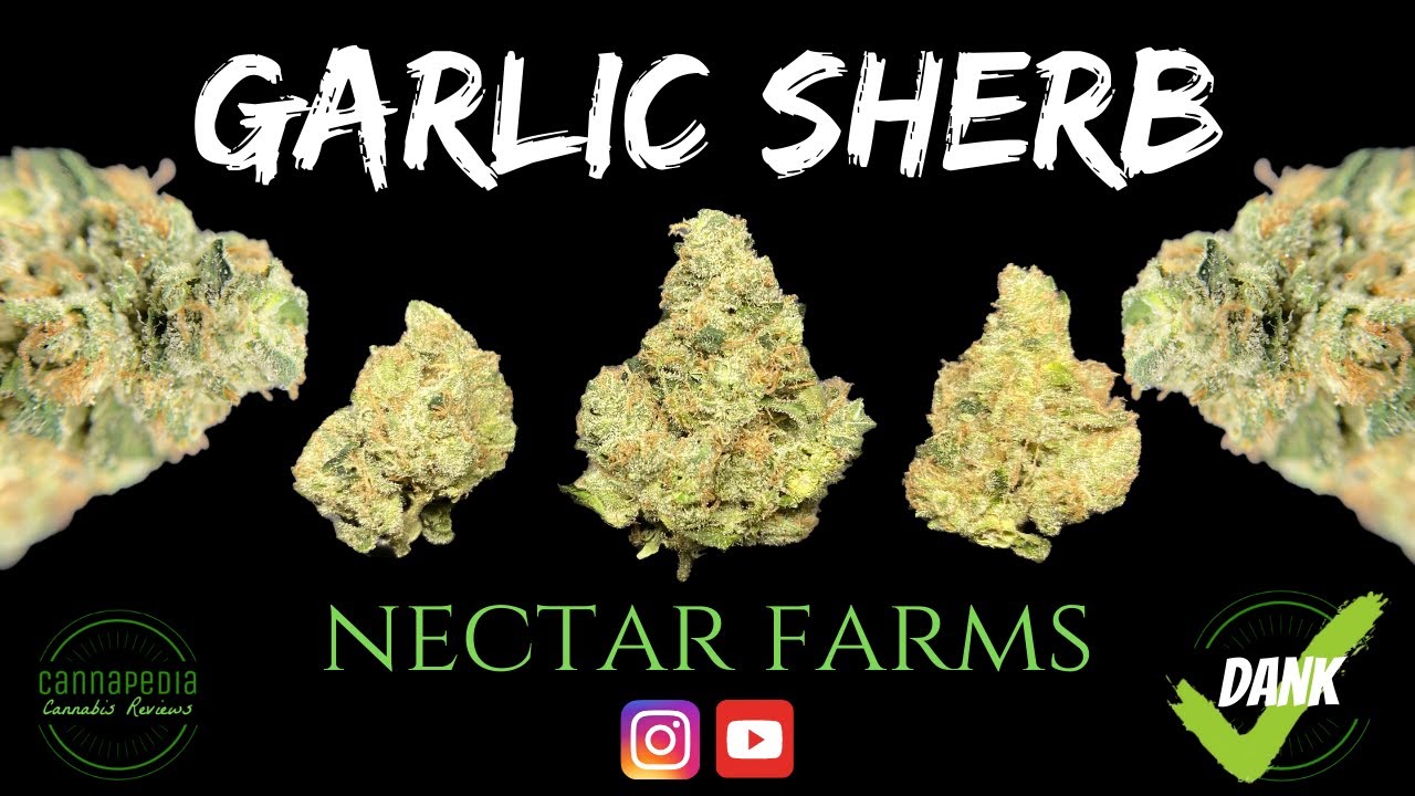Garlic Sherb Strain Review Nectar Farms Cannapedia YouTube