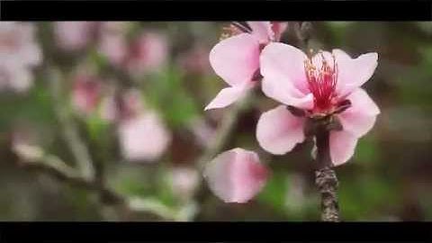 Mùa xuân trên cao nguyên Mộc Châu, Sơn La.FLV