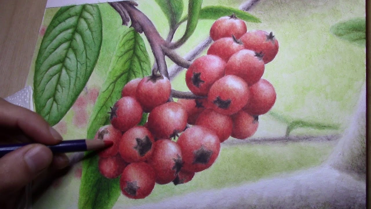 images How To Draw Red Berries youtube