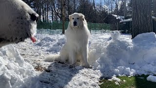 【ルンルンの裏庭】近くに来てしまうので画面に入り切らず鼻先だけ映るルンルン