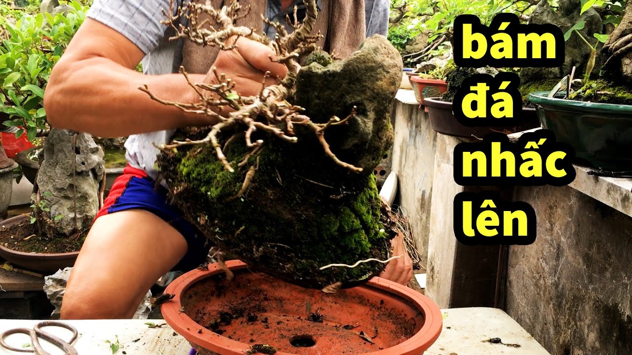Thắng Bonsai Hướng Dẫn Tận Tình Cách Làm Bám Đá Nhấc Cả Cây Mà không Ro Khỏi Đá