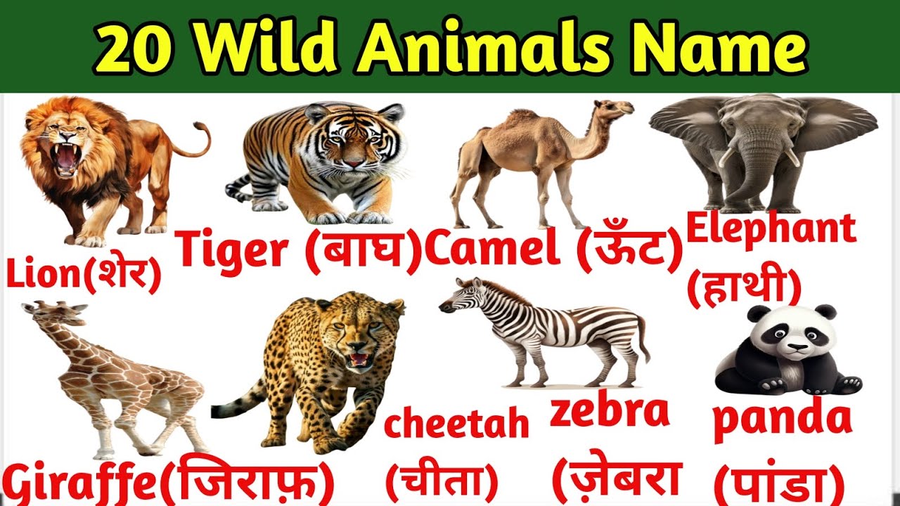 20 Wild Animals Name in Hindi and English with pictures | 20 जंगली ...