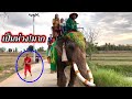 เกิดอะไร?ขึ้น คุณพ่อ…ต้องรีบวิ่ง🔥ลงมาคุมช้าง-ด่วน‼️#elephant