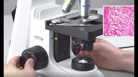 Use SWIFT Stellar compound microscope observe Biscuit  #microscopy #microscope