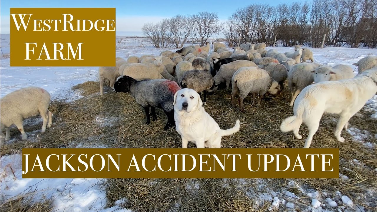 v 305 Jackson accident update 19 Jan 2023 : Sheep Farming