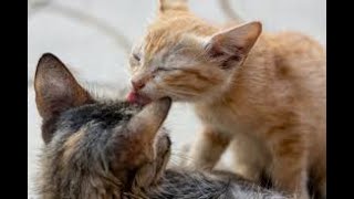 Why Cats Lick? _ Understanding Feline Social Behavior #lick #catlick #catgrooming #furbabies #pets by Animals and Pets  331 views 1 year ago 1 minute, 1 second