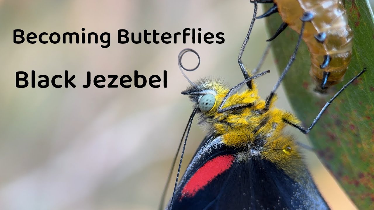 Black Jezebel - Becoming Butterflies