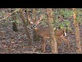 Hunting a Giant Alabama Buck
