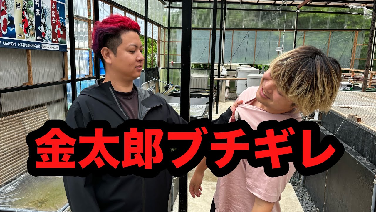【遼河鯉庵】 今回の騒動で迷惑をかけた金太郎錦鯉に突撃して鯉を奪おうとしたら放送事故になった…（通信販売）