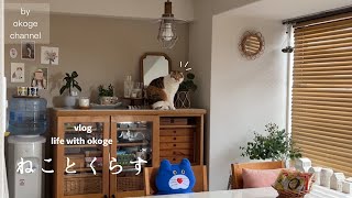 (cat & life vlog)Kobe cafe, bakery, and Gachagacha exhibition/Dinner with KALDI's plum products