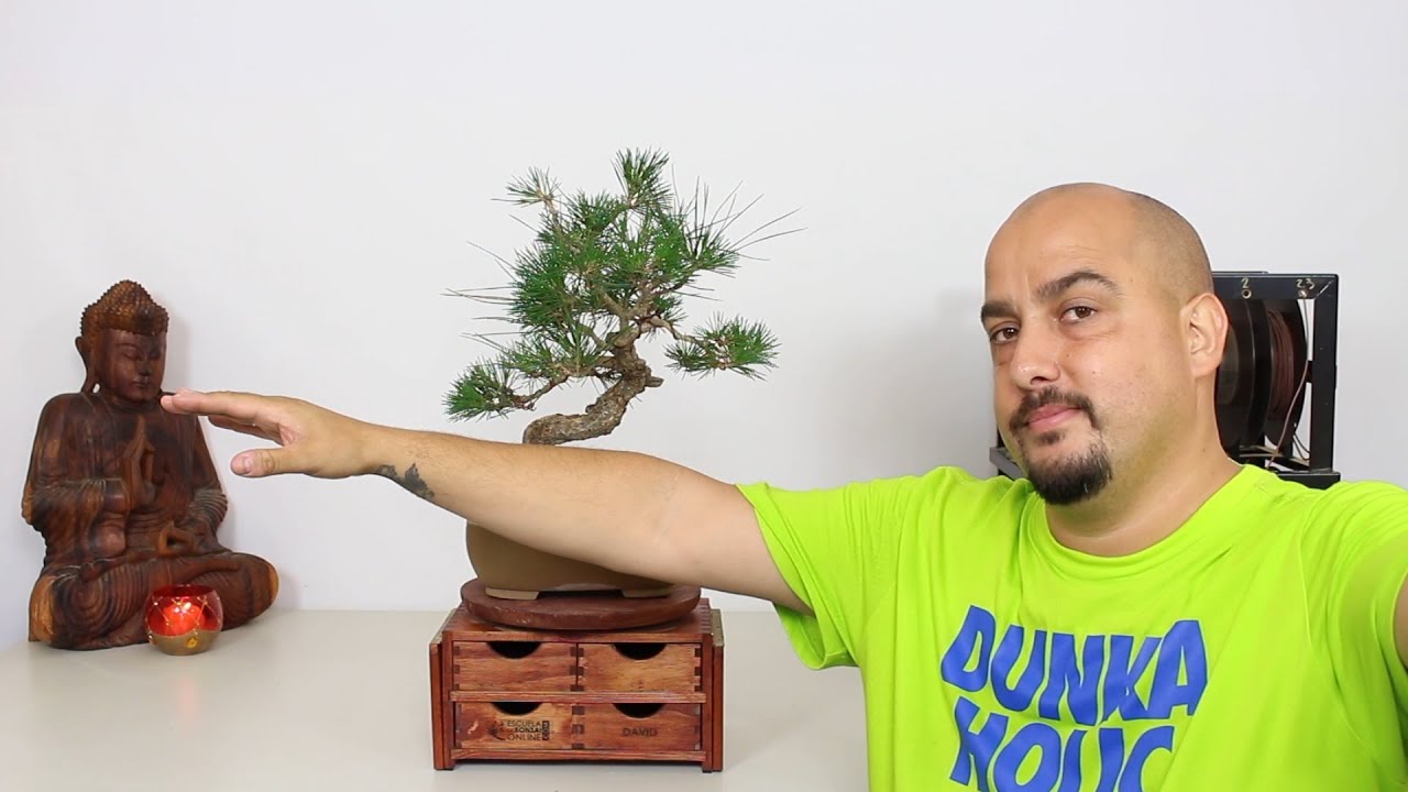 Diseñando Pinus Thunbergii - 2ª parte