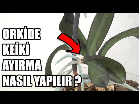 Video: Орхидея Кейкис: Кейкистен орхидеяларды көбөйтүү