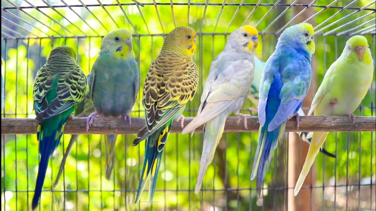 Parakeet Chirping ASMR – No Music, Just Birds 