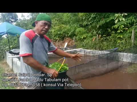 Video: Cypress Buatan Sendiri - Pemangkasan, Memberi Makan