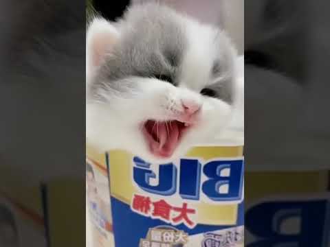 صوت قطه كيوت