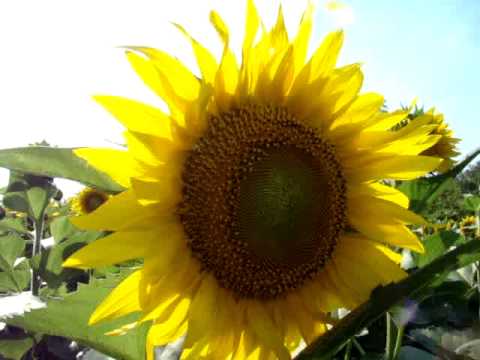 солнце и подсолнух     field of yellow sunflowers in Ukraine   field of blooming sunflower