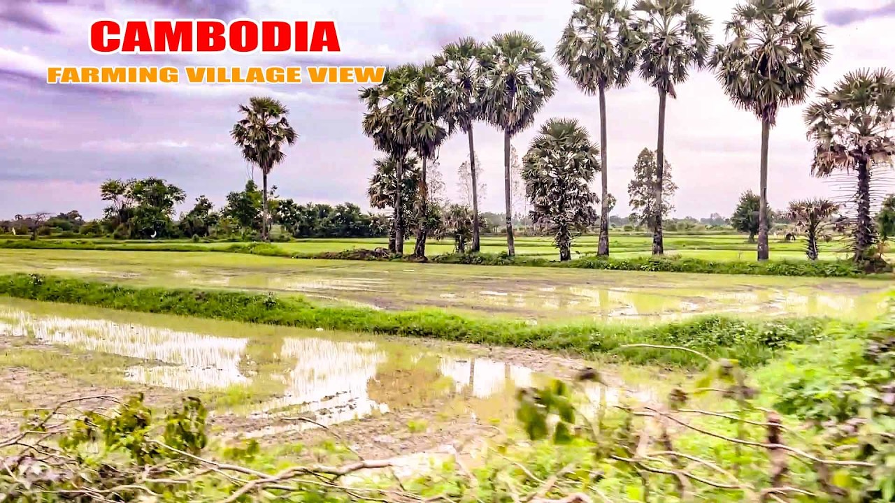 Countryside Farming Village view: A Peaceful Trip In A Village Of Cambodia [ Mr Lee Village Tour ]