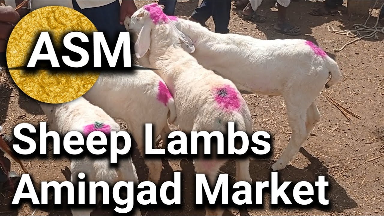 Episode -91| Sheep Lambs Market | Amingad Market, Bagalkot district ...