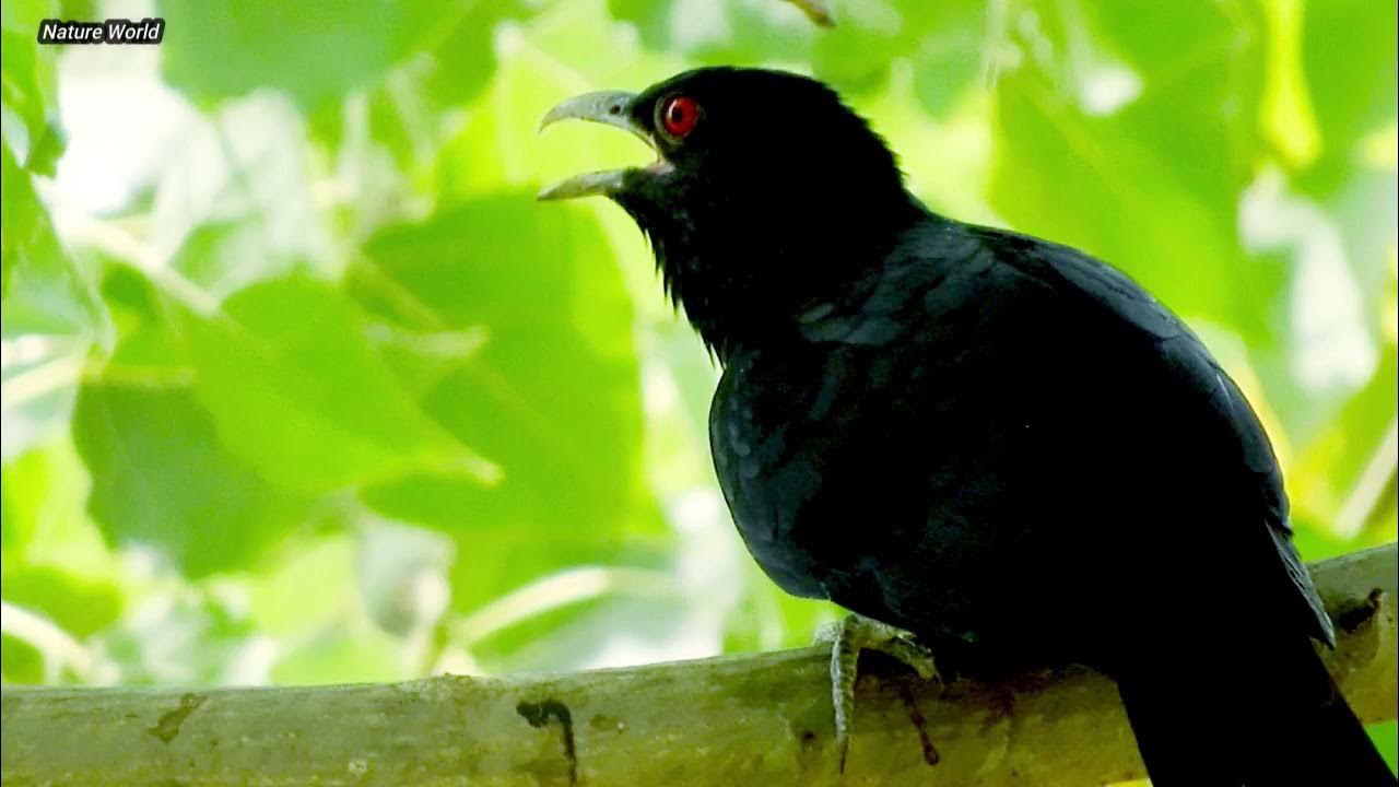Koyal Ringtone sound, Best Birds Ringtone, Cuckoo Ringtone voice YouTube