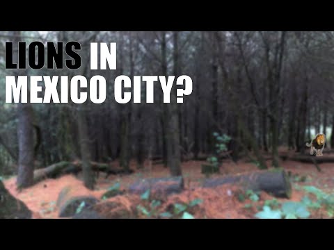 Video: Desierto de los Leones National Park: The Complete Guide