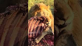 🎬 BIG LION EATS DINNER!