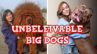 Rare Dogs Who Don’t Understand How BIG They Are | Amazing Lap Dog's Still Exist |