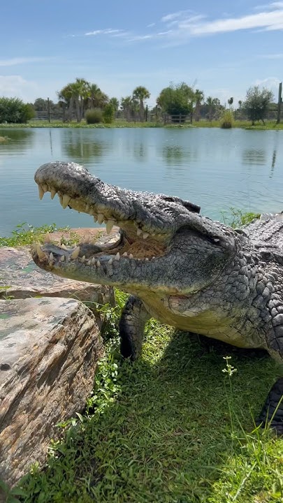 Largest Nile Crocodiles in the United States! #crocodile - YouTube