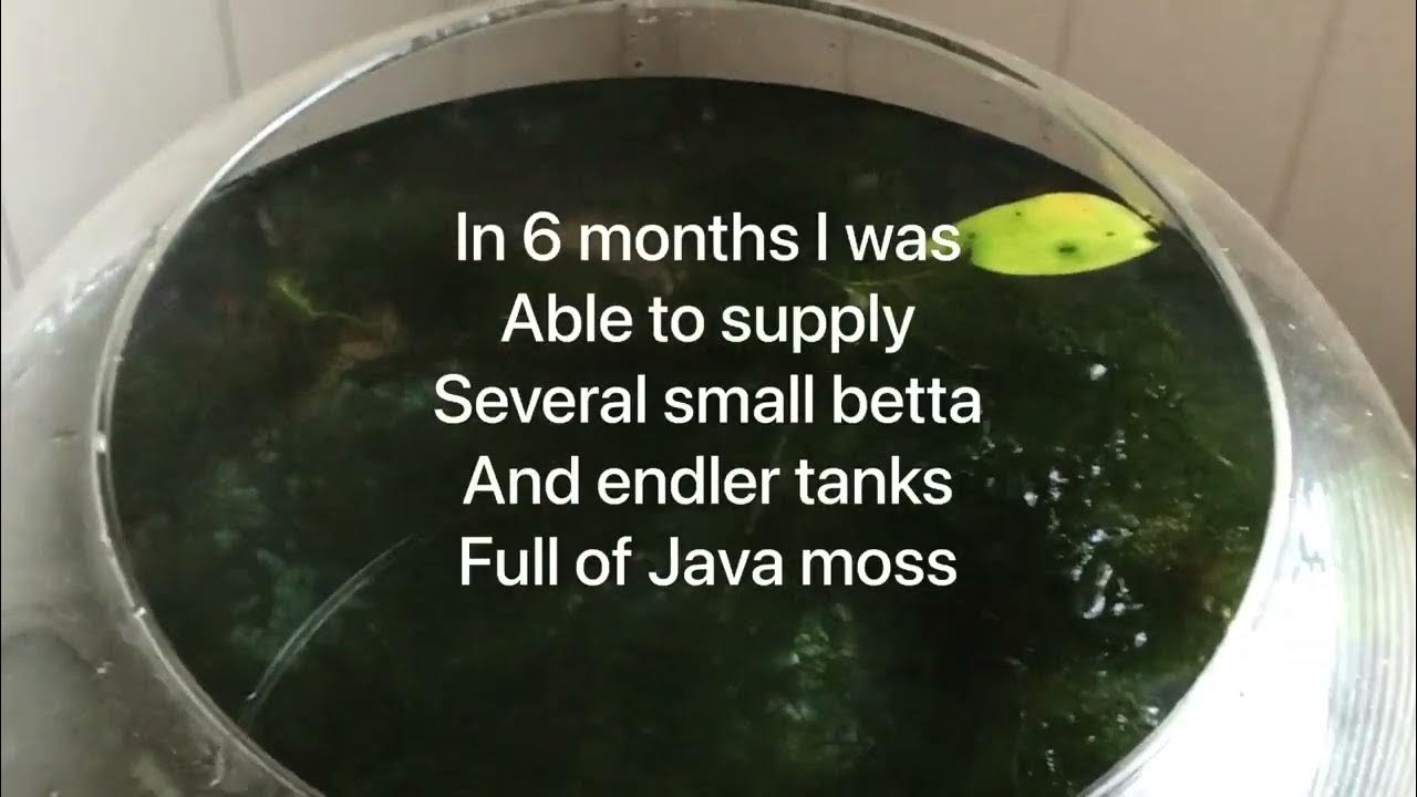 How to grow Java Moss FAST 6months YouTube