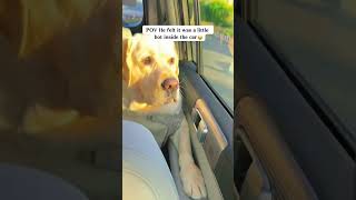 Smart dogs showing off their genius — quick thinking, clever moves, and always one step ahead 🐶🧠✨