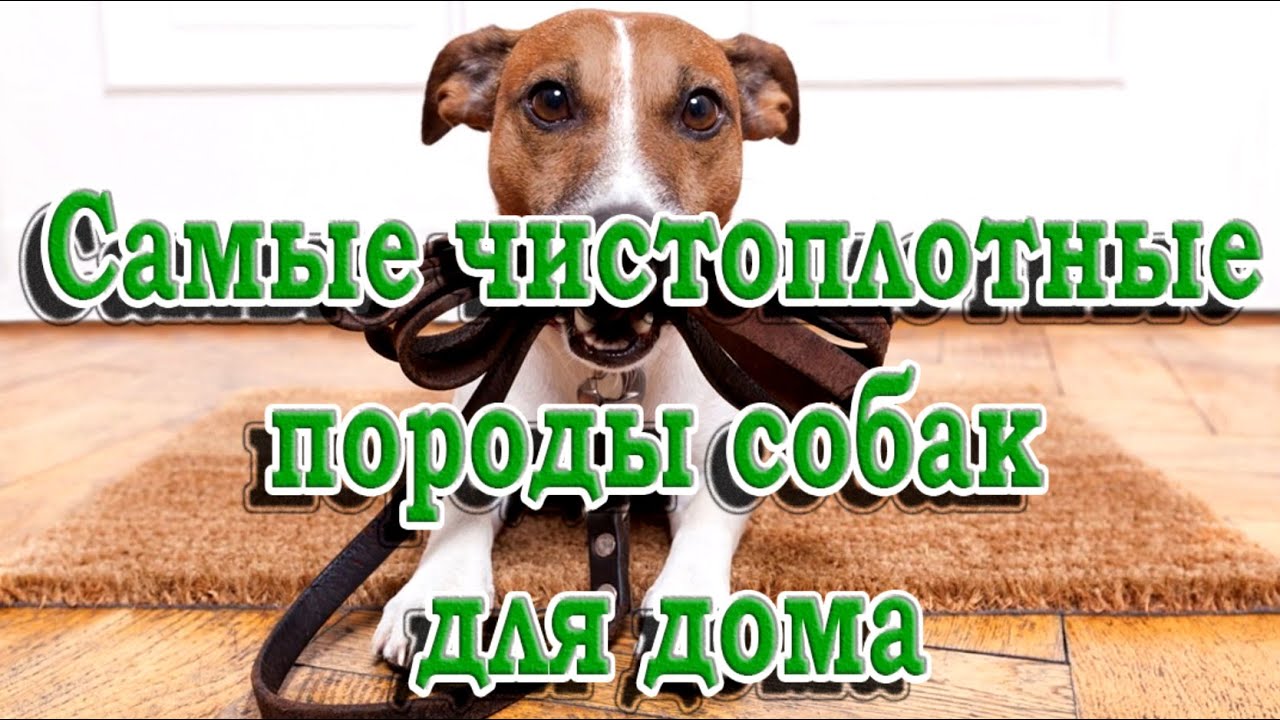 все породы мелких гладкошерстных собак