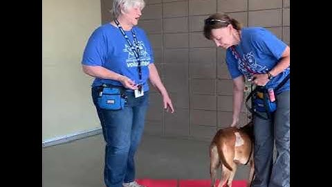 TOP Dogs - Loose Leash Walk  (# 1 of 3 videos)