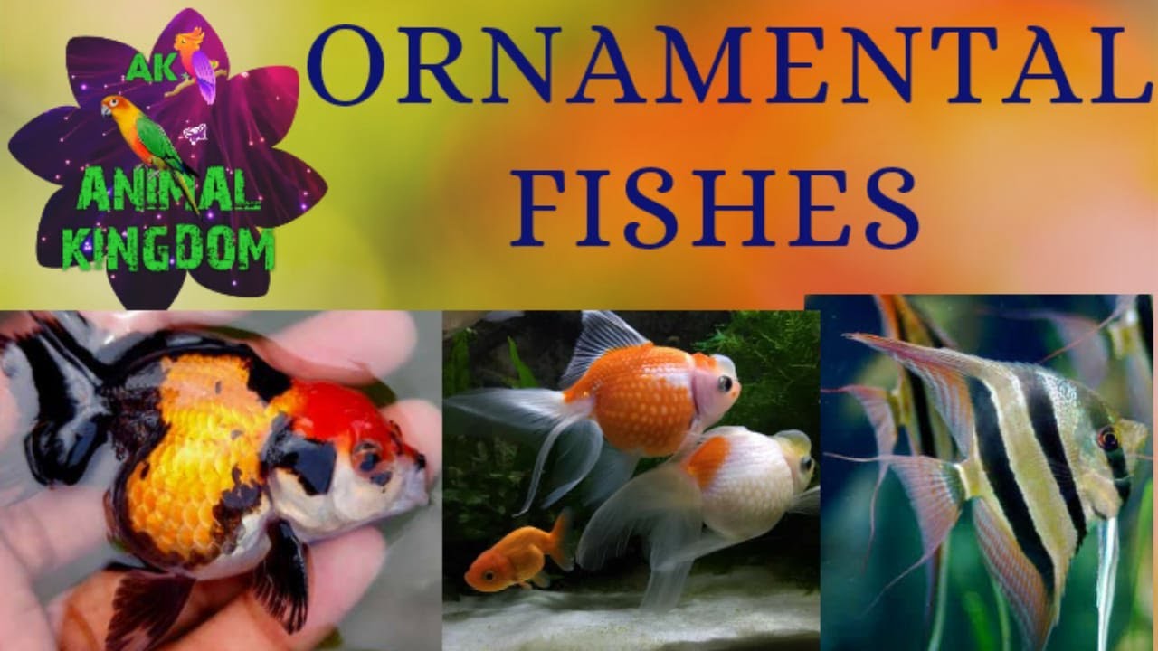 ORNAMENTAL FISHES||AQURIUM FISHES 2020 || ANIMAL KINGDOM OF PARROT