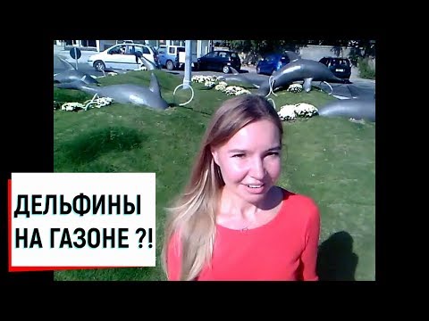 ДЕЛЬФИНЫ НА ГАЗОНЕ ?!