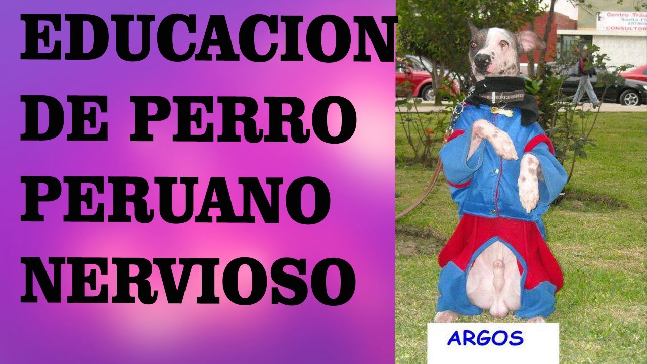 PERRO SIN PELO DEL PERU, ¿Como entrenar a un Perro Peruano?