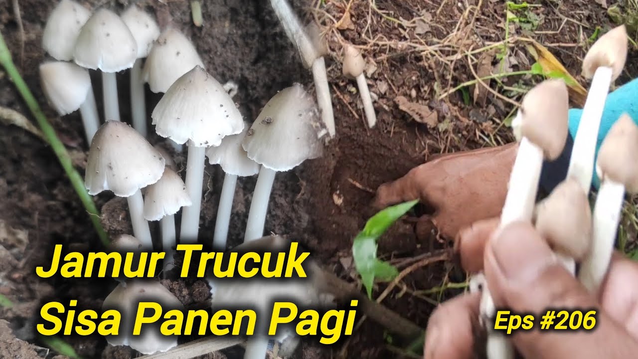 Panen Jamur Trucuk Sore Hari | Berburu Jamur Liar Eps #206 | 2025