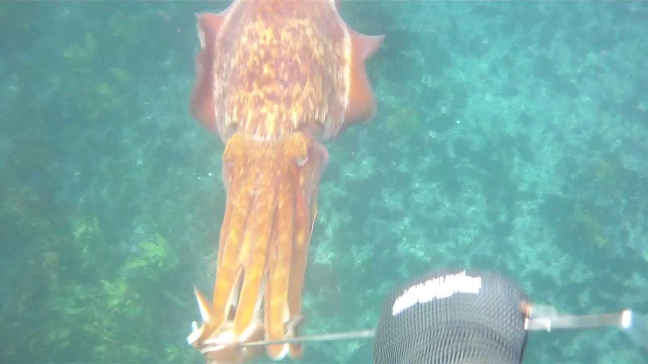 Feeding an Hungry Cuttlefish