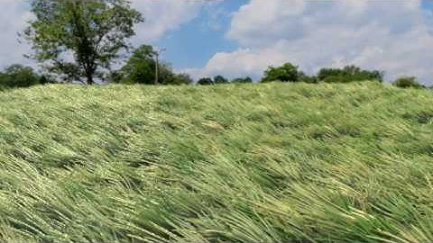 Blender grass animation TEST