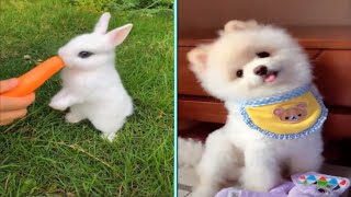 Funny/Cute Animal Videos Try Not To Laugh 4 🤣🐰😹 by New Level Creation 13 views 1 year ago 1 minute, 18 seconds