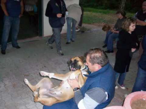 wendy presente ses potes du club canin d oeting