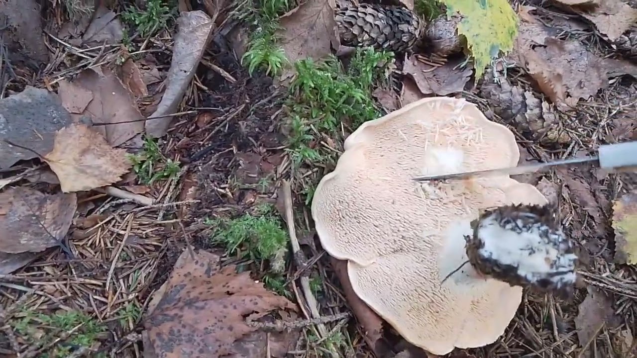 Joku keräsi kaikki Herkkutatit, mutta ei tuntenut Vaaleaorakasta. 24.9.24