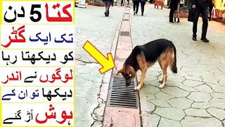 Dog Stared at a Sewer for Many Days and People were Shocked - Amazing Animal Stories