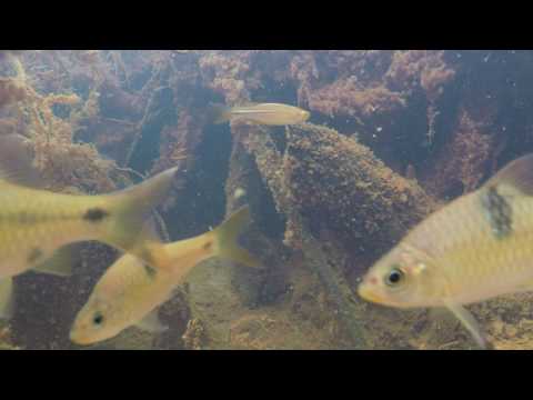 Barbodes banksi & Pearl danio