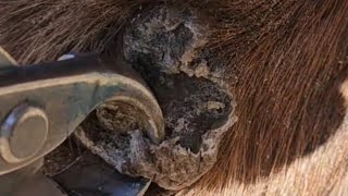Horse chestnut removal, chestnut trim, horse trim, equine skin care #skin #trimmer #farrier #horse