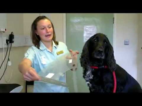 Video: Kako napraviti elizabetanski ovratnik za pse