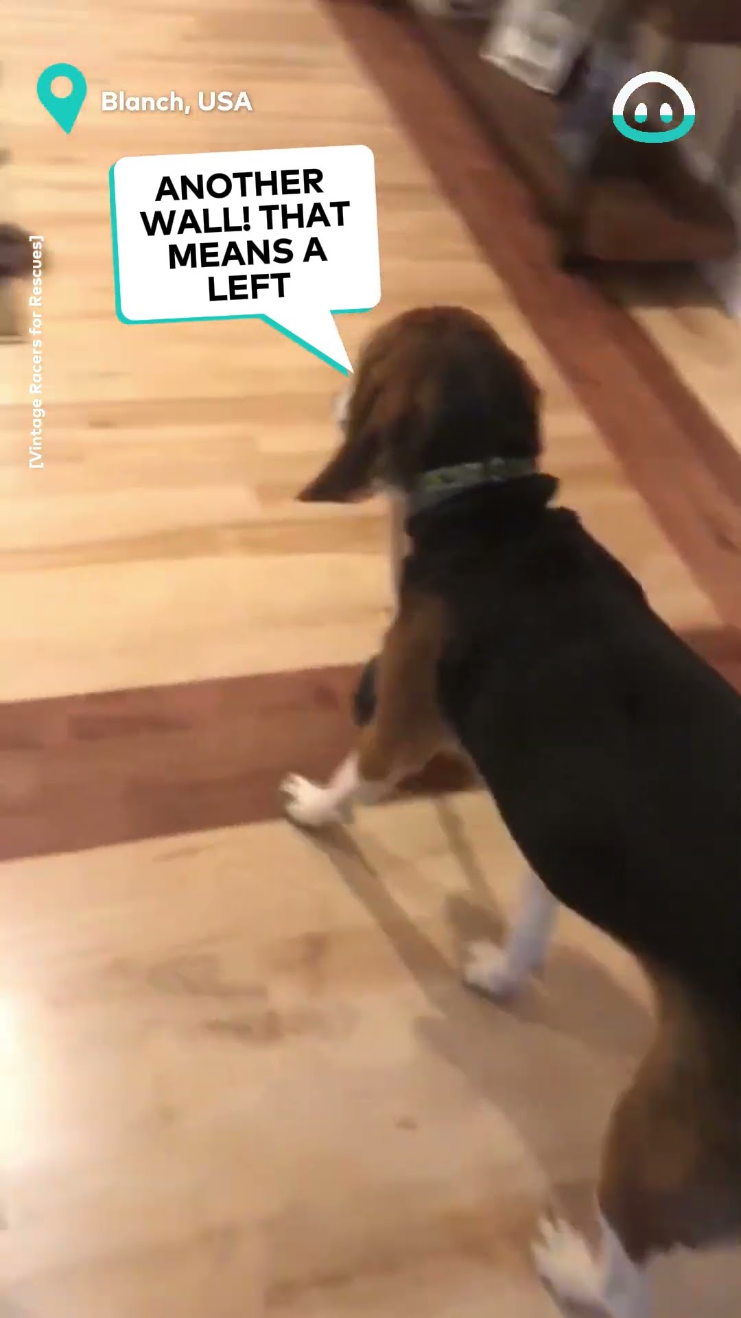 Blind Dog Uses Plunger As Walking Stick || ViralHog
